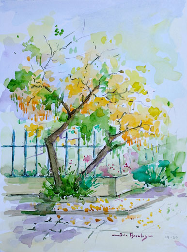 Esquina com Ipê Amarelo